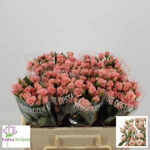 Spray Rose - Pink