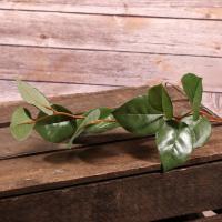 Artificial Salal Leaf Spray with 11 Leaves Dark Green