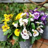 Artificial Assorted Pansy Bush x 7 (24/240)