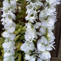 Artificial Giant Display Wisteria White