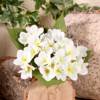 Primula Cream