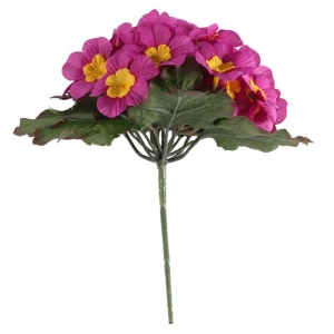 Primula pink
