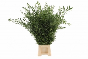 Greenery - Ruscus Soft Long