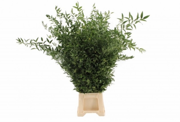 Greenery - Ruscus Soft Long