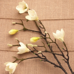 Magnolia Branch Cream