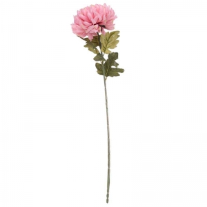 Chrysanthemum Pink
