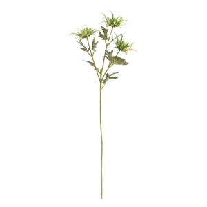 Wild Sea Holly Green