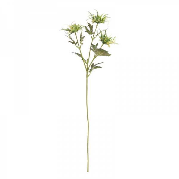 Wild Sea Holly Green