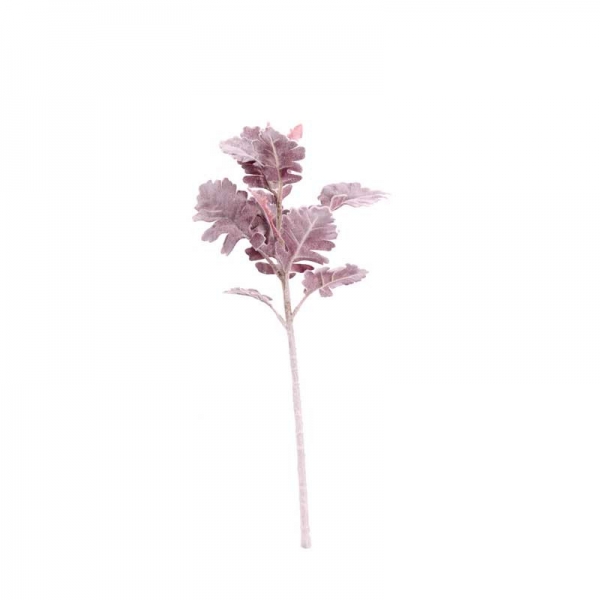 Dusty Miller Burgundy