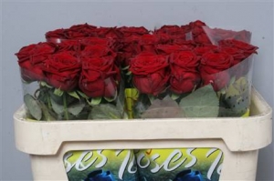 Rose - Naomi - Red