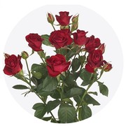 Spray Rose - Red
