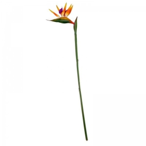 Large Bird of Paradise