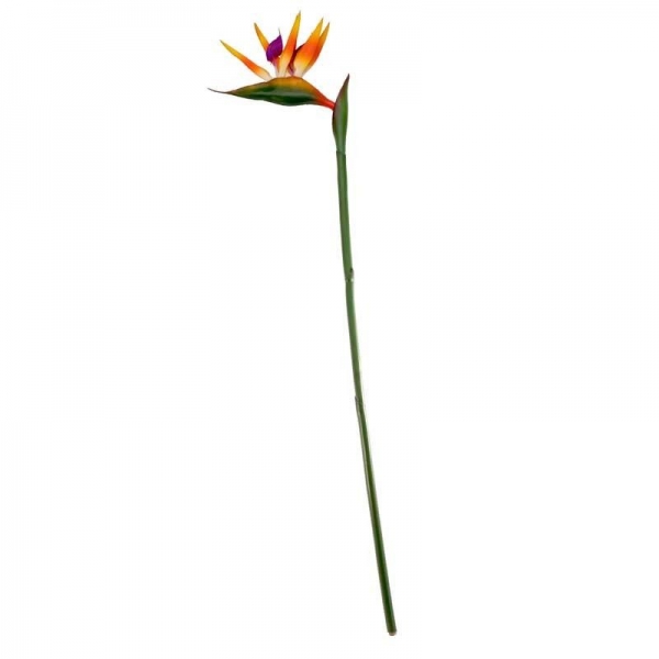 Large Bird of Paradise