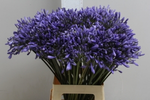 Agapanthus - Blue