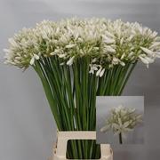 Agapanthus - White