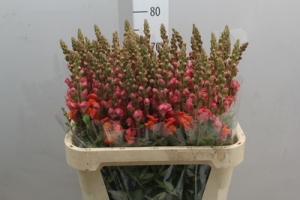Antirrhinum - Orange