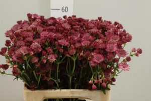 Astrantia - Pink