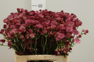 Astrantia - Pink