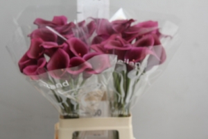 Calla Lily - Purple