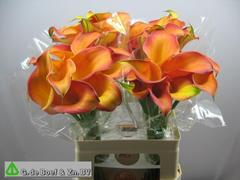 Calla Lily - Orange
