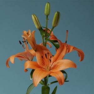 Lily (Asiatic) - Orange