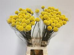 Craspedia - Yellow