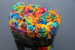 Rose - Rainbow