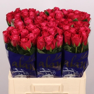 Rose - Movie Star - Cerise