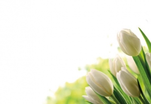 Greeting Card - Ivory Tulips