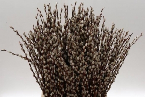 Salix ( Pussywillow)