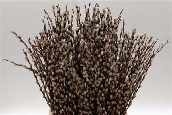 Salix ( Pussywillow)