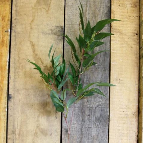 Artficial Flowers - Ficus Benjamen Spray