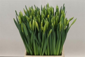 Daffodil - Yellow