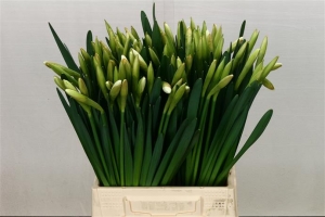 Daffodil - White