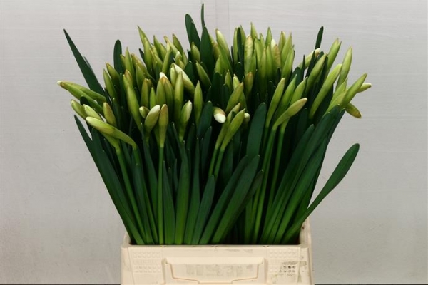 Daffodil - White