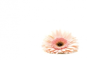 Greeting Card - Soft Pink Gerbera Head