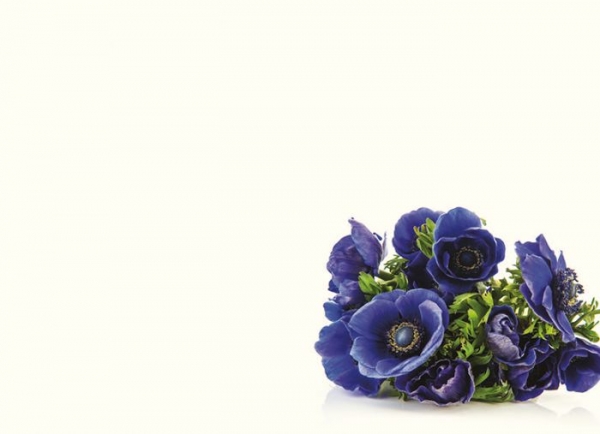 Greeting Cards - Blue Anemone