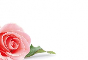 Greeting Cards - Single Pink Rose