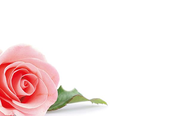 Greeting Cards - Single Pink Rose