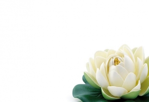 Greeting card - Ivory & White Lotus