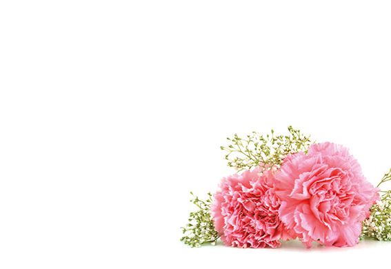 Greeting Card - Pink Carnation & Gypsophila
