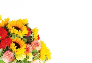 Greeting Card - Sunflower & Allium Mixture