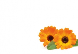 Greeting Card - Orange Cosmos