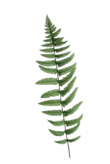 Artificial Flowers - Large Ladder Fern Leaf