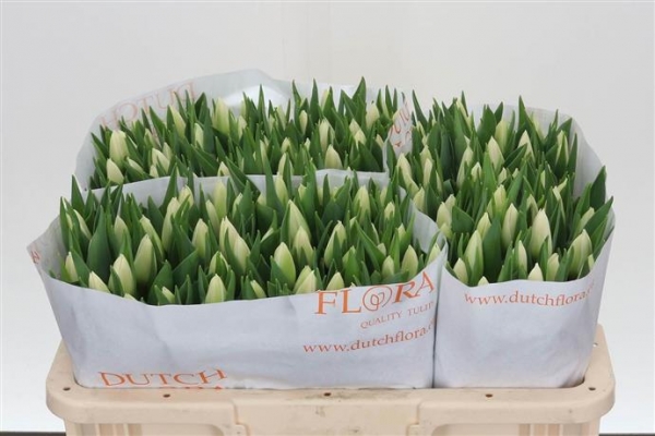 Tulips - White