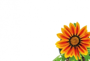 Greeting Card - Orange Gerbera Daisy
