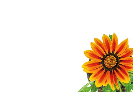 Greeting Card - Orange Gerbera Daisy