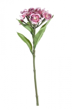 Garden Dianthus on Short Stem Plum