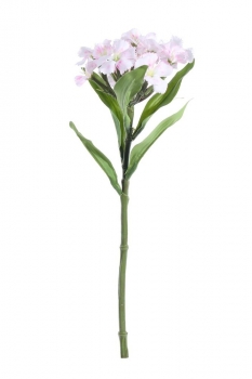 Garden Dianthus on Short Stem Cream/Pink
