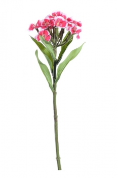 Garden Dianthus on Short Stem Beauty